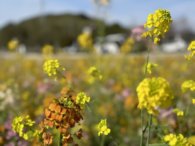 千年仁里油菜花海