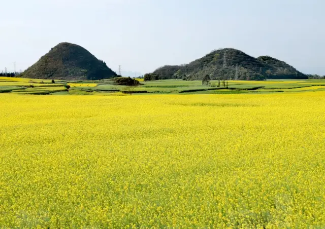 Yunnan Luoping Rapeseed Flower Tourism Guide (Part II)