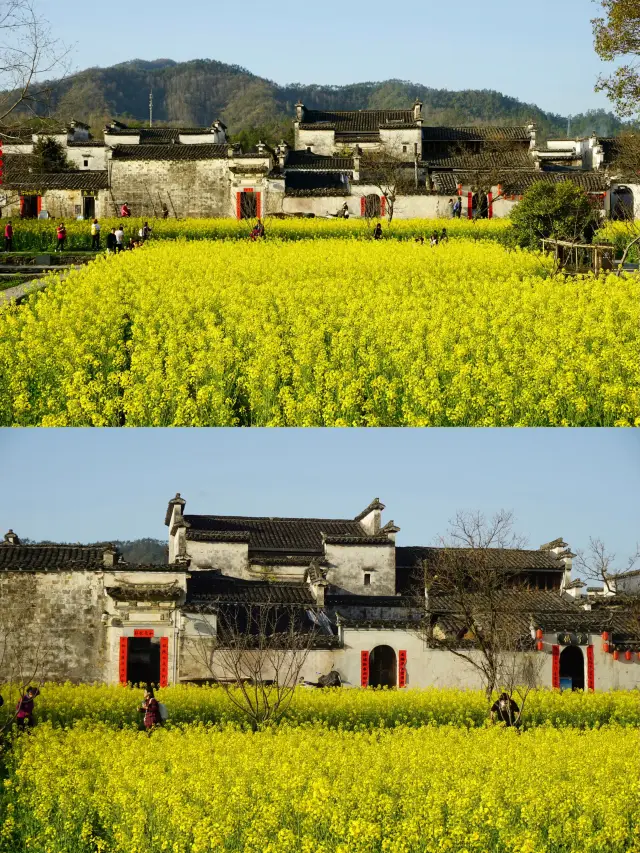 Huizhou is the perfect place to enjoy the blossoms, especially amidst the rapeseed flower sea in Xidi Ancient Village