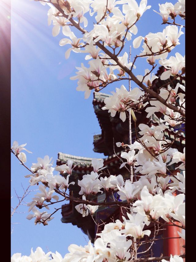 青島｜湛山寺｜去追春天的腳步