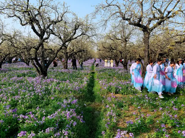 Dive into the secret sea of flowers! ~ The Pear Blossom Festival at Santai Mountain Forest Park