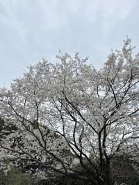 福岡太宰府賞花路線 | 太宰府你玩得可真花啊