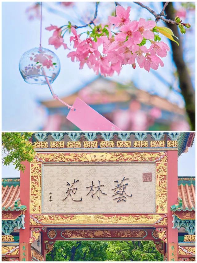 廣州這裡的古風櫻花春日的氛圍太浪漫了