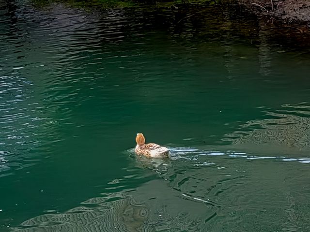 碧綠的壩美，碧綠的阿科河水