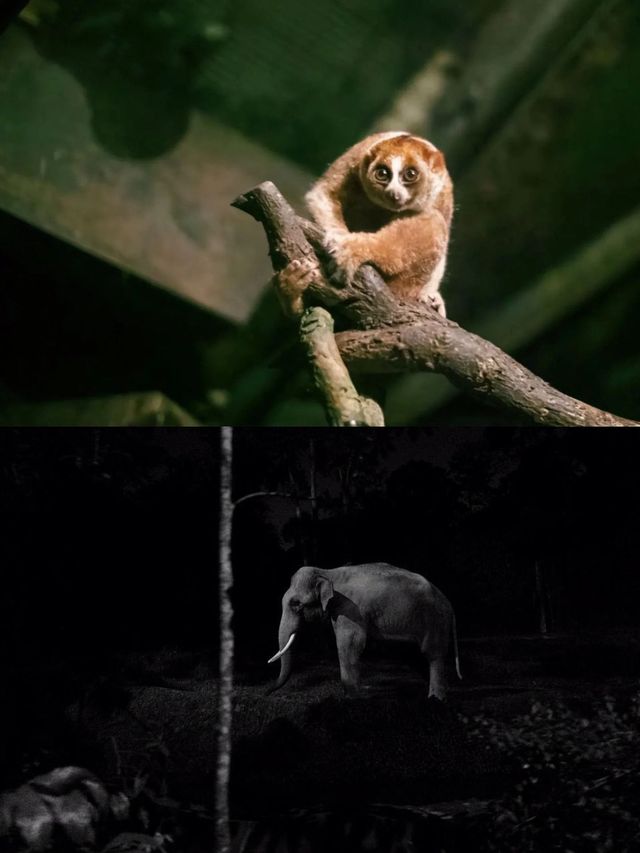 新加坡四大野生動物園懶人攻略