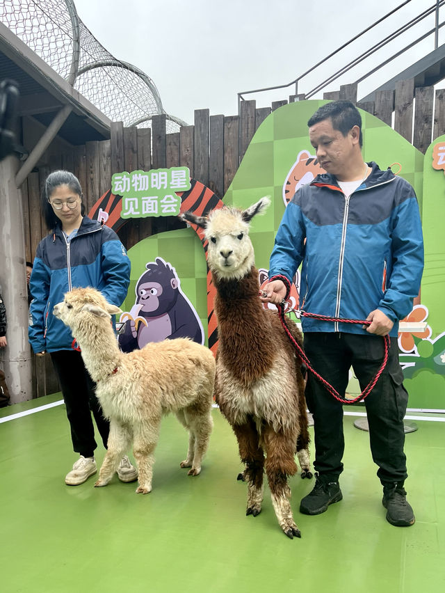 春日逛動物園真的太太太治癒啦！