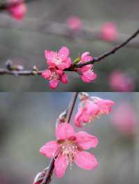 廣東周邊遊｜絕美桃花林真的好出片