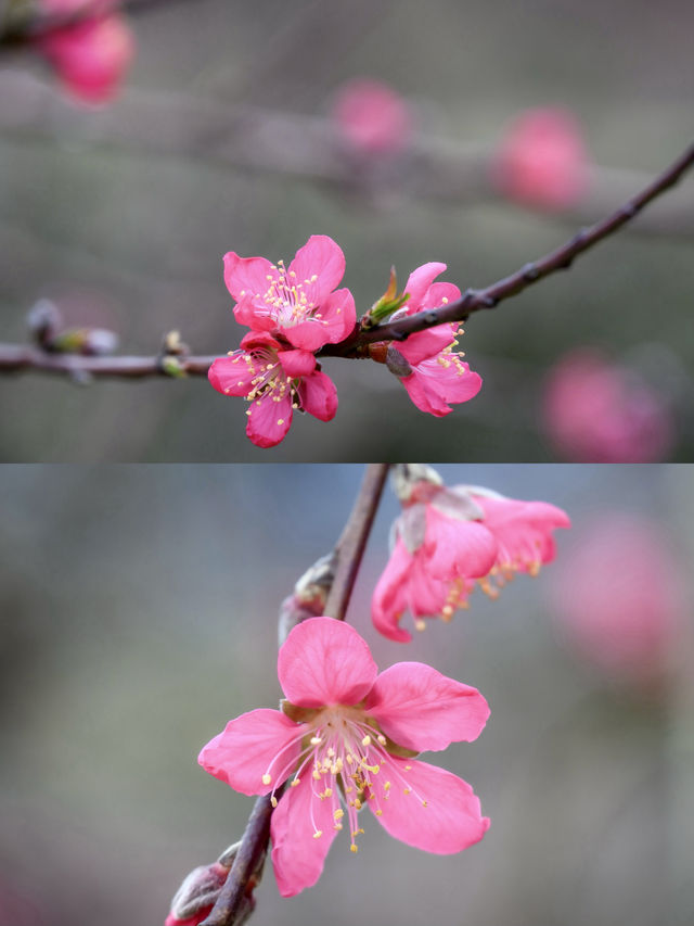 廣東周邊遊｜絕美桃花林真的好出片