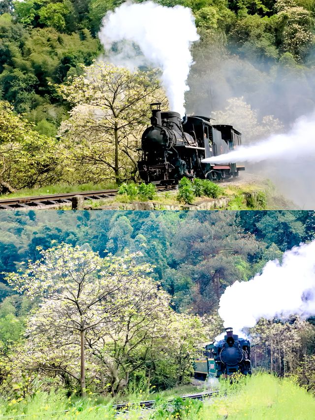 春天玩點花的｜樂山嘉陽小火車旅行