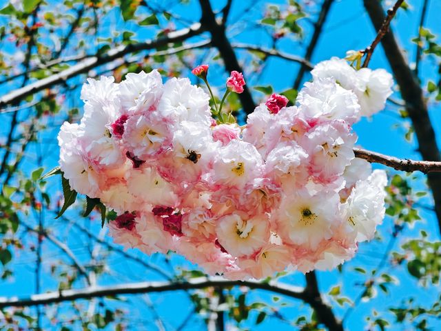 不到三小時就逛完了顧村公園