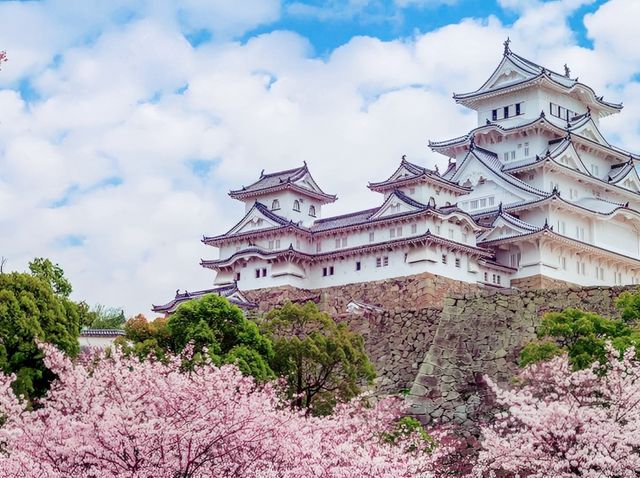 Stunning Colours of Himeji Sakura