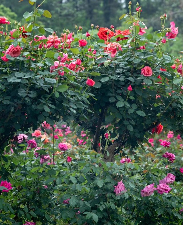 長沙·省植物園|共赴一場關於春天的浪漫花事春天有約 鮮花不誤