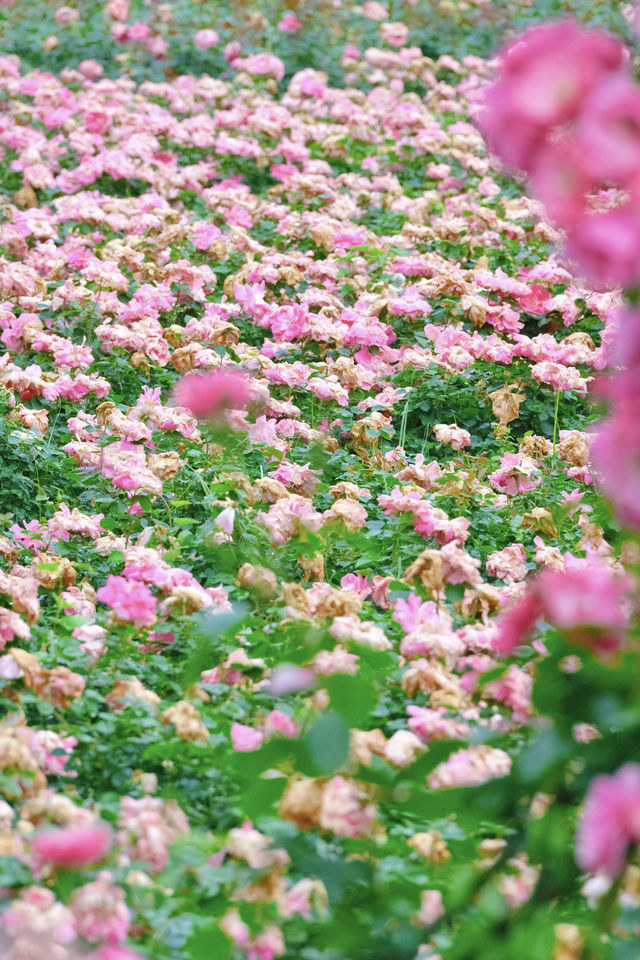 重慶周邊｜可以露營的玫瑰花島