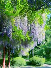 嘉定紫藤園|一簾簾紫色花瀑，詩意了四月天