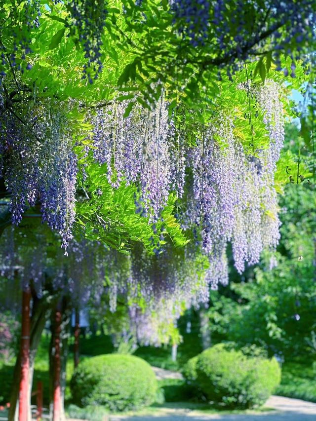 嘉定紫藤園|一簾簾紫色花瀑，詩意了四月天