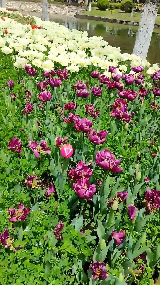 郁金香花海來襲！上海鮮花港，你的春日打卡地！
