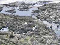 🇳🇿奧塔哥半島｜近距離接觸·企鵝海獅海豹海鳥一次get！