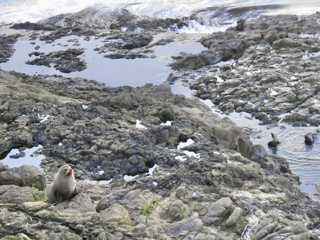 🇳🇿奧塔哥半島｜近距離接觸·企鵝海獅海豹海鳥一次get！