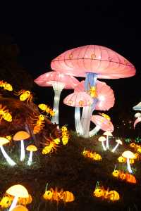 無錫花星球|一場夏日狂歡等你來