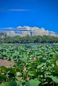 漫步西海濕地公園感受北京的秋水長天