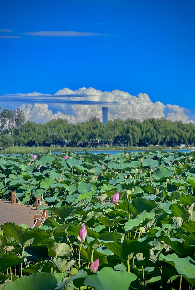 漫步西海濕地公園感受北京的秋水長天 漫步西海濕地公園感受北京的秋水長天