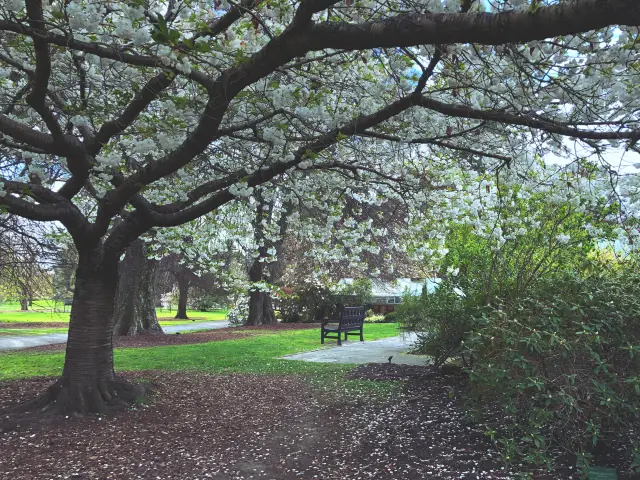Christchurch's Hagley Park, an urban natural oasis.