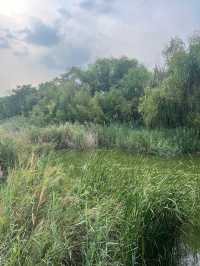來東營，明月湖國家濕地公園真的不要錯過