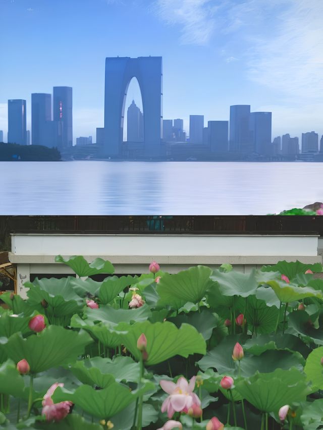 蘇州這個夏天盡是荷花夢蘇州賞荷全攻略!!