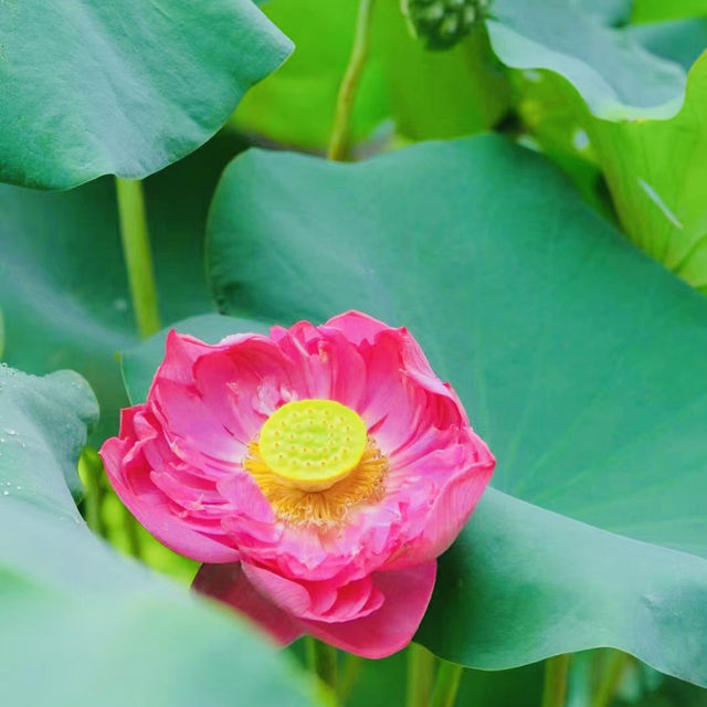 打卡☺️廣州六榕寺（可愛版）