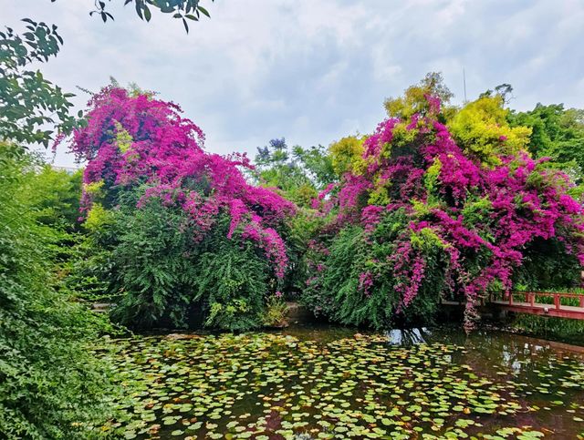 四川成都｜百花潭，走進花花的世界。