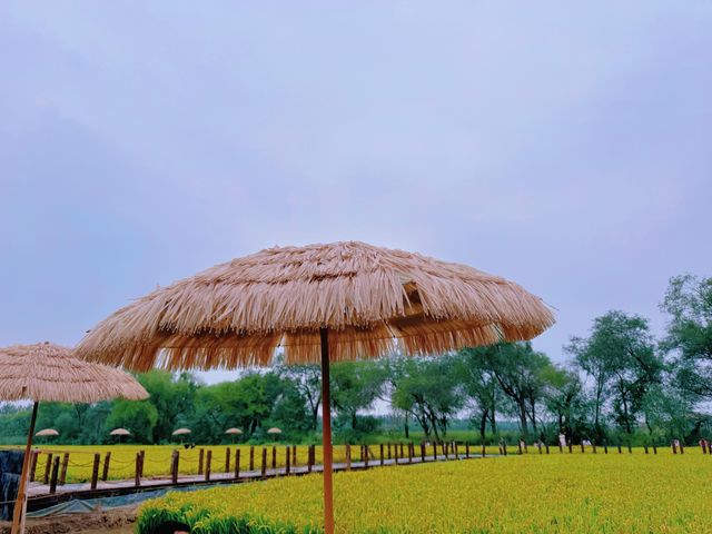 天津西青郊野公園 | 搭帳篷釣螃蟹。