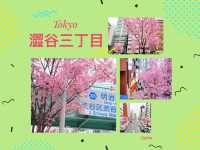 東京景點｜澀谷明治通櫻花盛放