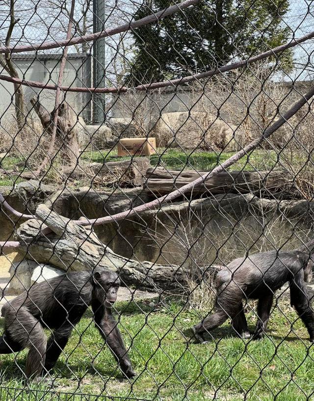 美國芝加哥｜林肯動物園。