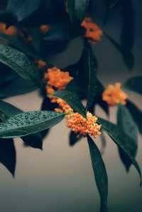十月份的成都｜滿城盡帶桂花香。