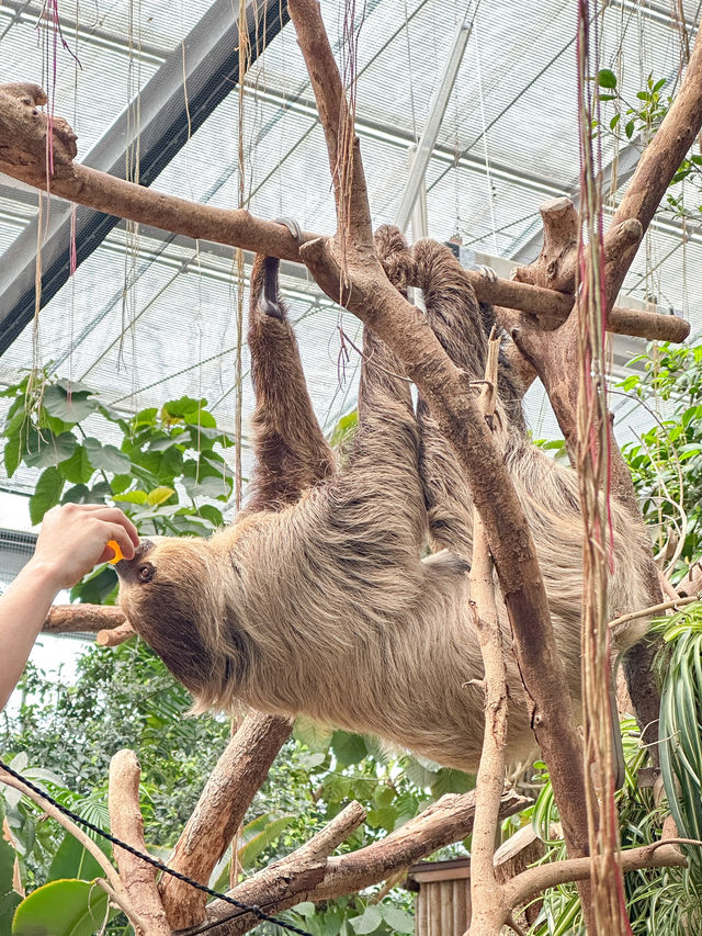 帶孩子來神戶一定要去這家動物王國！附攻略。