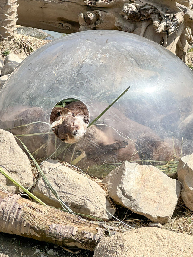 帶孩子來神戶一定要去這家動物王國！附攻略。