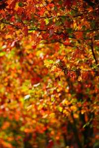 韶關嶺南紅葉世界。