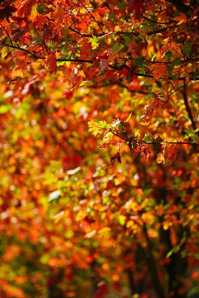 韶關嶺南紅葉世界。