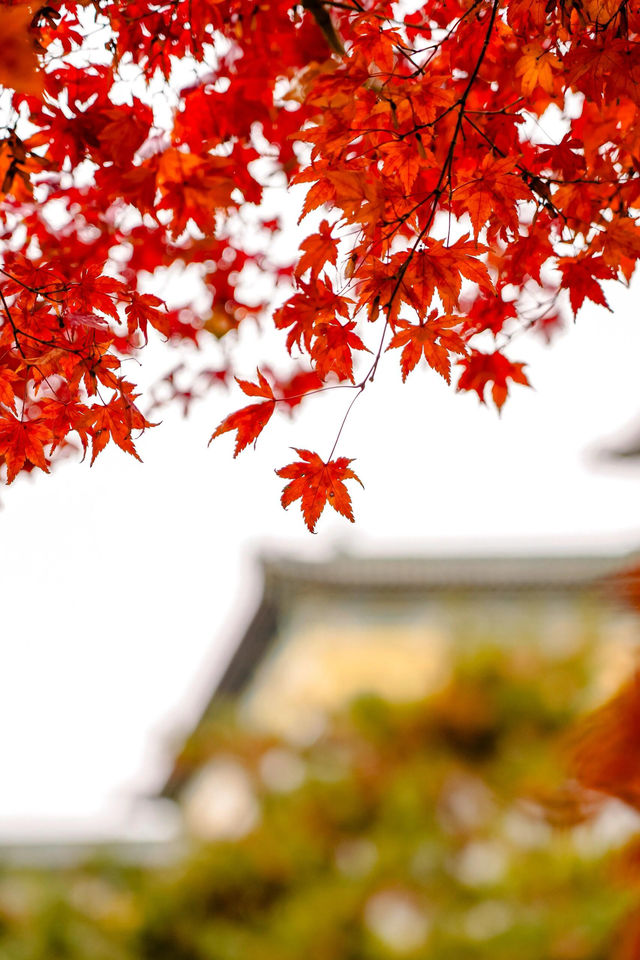 友誼賓館的紅楓神樹即將迎來巔峰！附位置。
