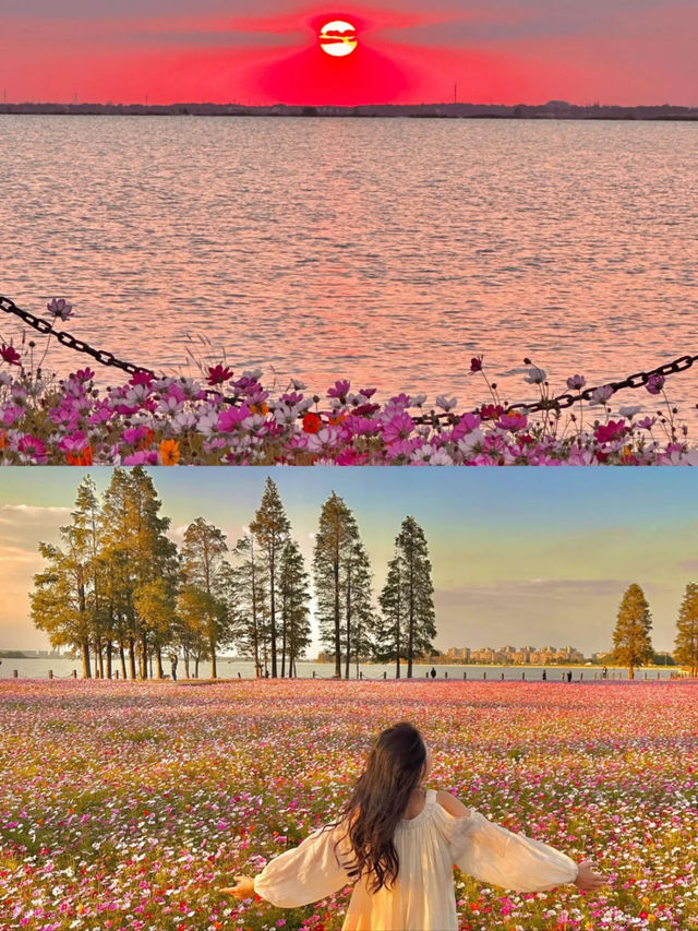 上海1小時千萬別錯過秋日淀山湖粉色花海。