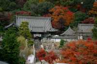 日本京都｜漫山紅葉與花水手的秋日至美。