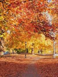 Discover the Majestic Ginkgo Tree at Prospect Park
