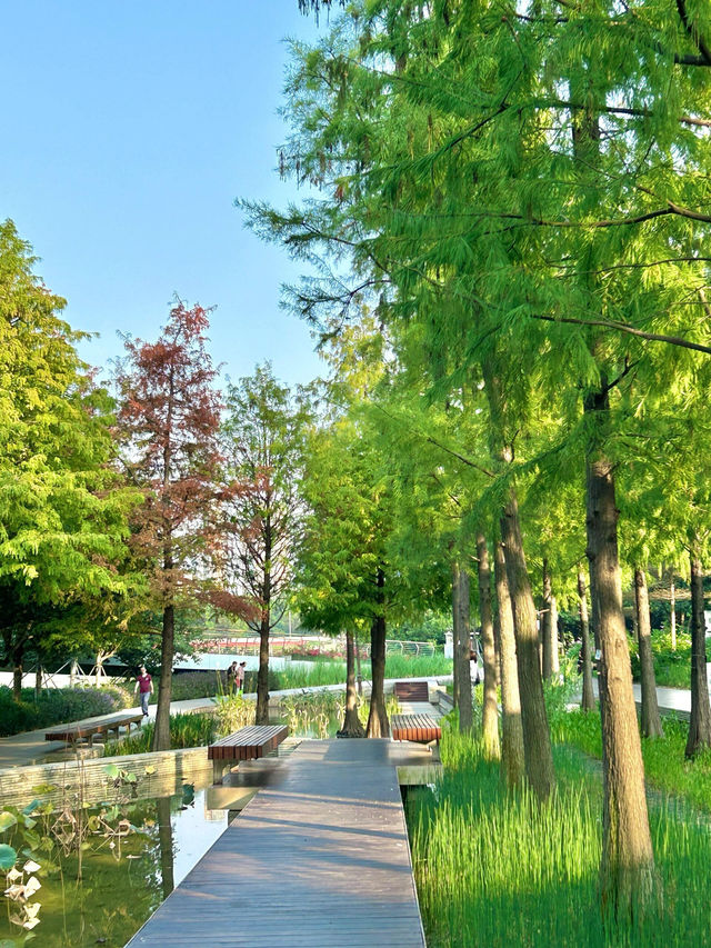 深圳桂灣公園｜人少巨舒服，宮崎駿漫畫公園花又開了！