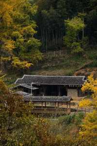 福建五百多年的古村落銀杏林