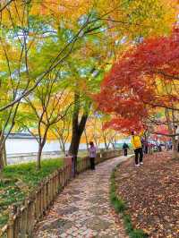 銀杏進入尾聲，秋霞圃的紅葉正當時