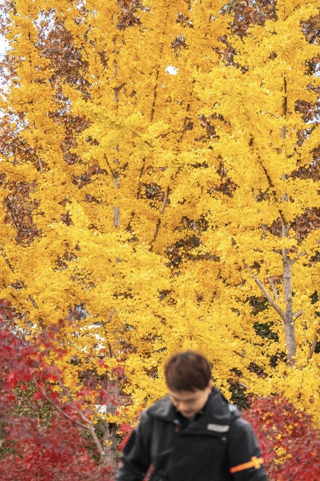不是京都是武漢今年的楓葉真的紅了