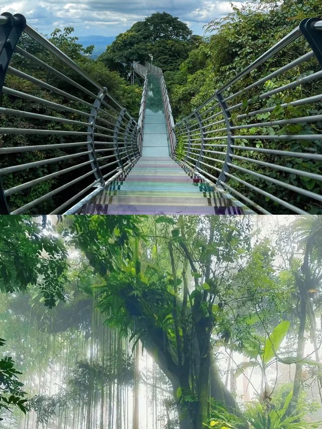 瓊中百花嶺—堪比亞馬遜的熱帶雨林