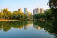 在洪湖公園，與白鷺不期而遇