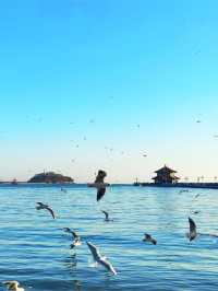青島-威海-煙台5日深度遊 必打卡點全攻略