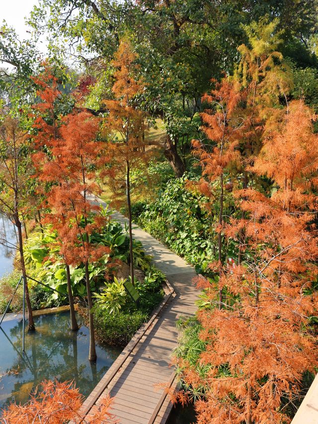 廣州落羽杉絕美打卡點 就藏在雲溪植物園